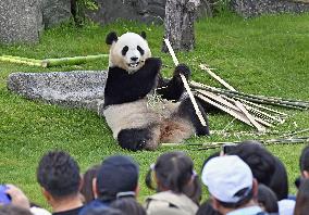 Giant panda at western Japan zoo
