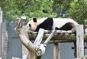 Giant panda at western Japan zoo