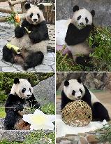 Giant pandas at western Japan zoo