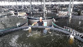 Digital Fish Warehouse in Huzhou