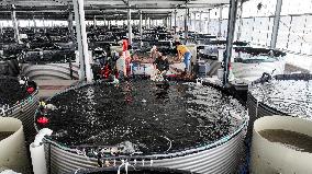 Digital Fish Warehouse in Huzhou