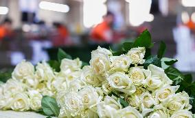 Flower industry in Rizhao