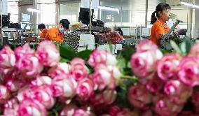 Flower industry in Rizhao