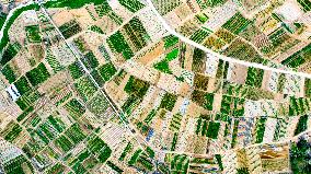 Vegetable Plantation