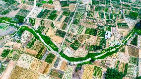 Vegetable Plantation