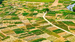 Vegetable Plantation