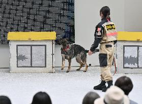 Rescue dog training at Osaka expo