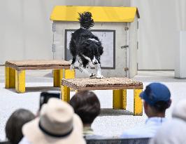 Rescue dog training at Osaka expo