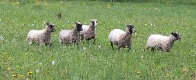 Urban sheep