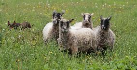 Urban sheep