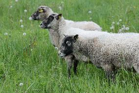 Urban sheep
