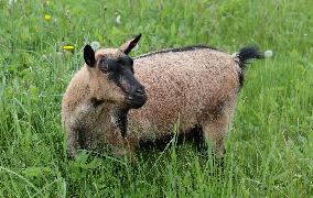 Urban sheep