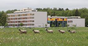 Urban sheep