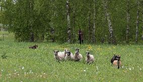 Urban sheep