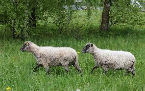 Urban sheep
