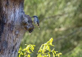 Birds in nature