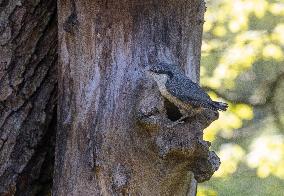 Birds in nature