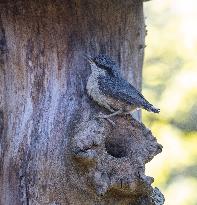 Birds in nature