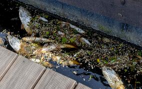 Water pollution