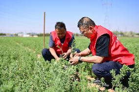 Caragana Ecological Economic Industrial Chain in Ordos