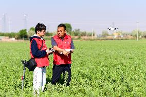 Caragana Ecological Economic Industrial Chain in Ordos