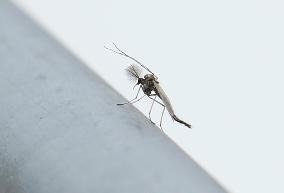 Massive outbreak of “chironomids” at Expo site