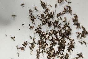 Massive outbreak of “chironomids” at Expo site