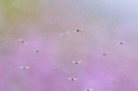 Massive outbreak of “chironomids” at Expo site