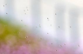 Massive outbreak of “chironomids” at Expo site