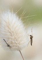 Massive outbreak of “chironomids” at Expo site