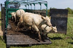 Seaside cattle grazing