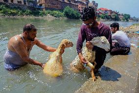 Kashmir Prepares For Eid Al Adha - India