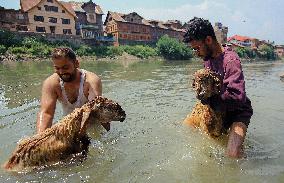 Kashmir Prepares For Eid Al Adha - India