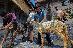 Kashmir Prepares For Eid Al Adha - India