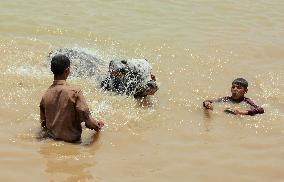 Preparing For Eid Al Adha - Pakistan