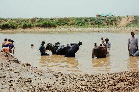 Preparing For Eid Al Adha - Pakistan