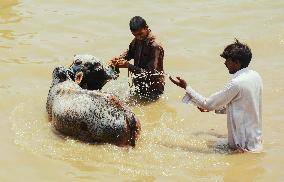 Preparing For Eid Al Adha - Pakistan