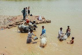 Preparing For Eid Al Adha - Pakistan