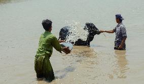 Preparing For Eid Al Adha - Pakistan