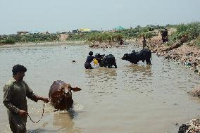 Preparing For Eid Al Adha - Pakistan