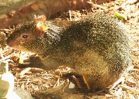 Azara's agouti at Kobe zoo
