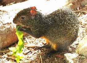 Azara's agouti at Kobe zoo