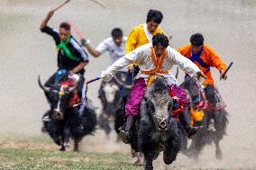 Lhasa Yak Racing - China