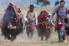 Lhasa Yak Racing - China