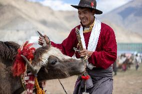 Lhasa Yak Racing - China