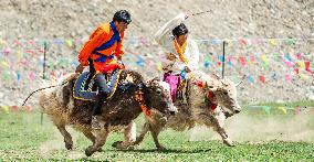 Lhasa Yak Racing - China