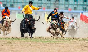 Lhasa Yak Racing - China