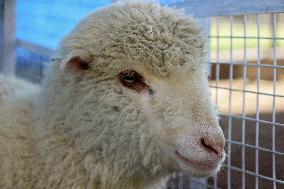 Scientists Develop Gene-Edited Sheep - India