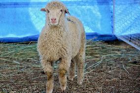 Scientists Develop Gene-Edited Sheep - India