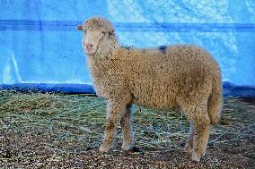 Scientists Develop Gene-Edited Sheep - India